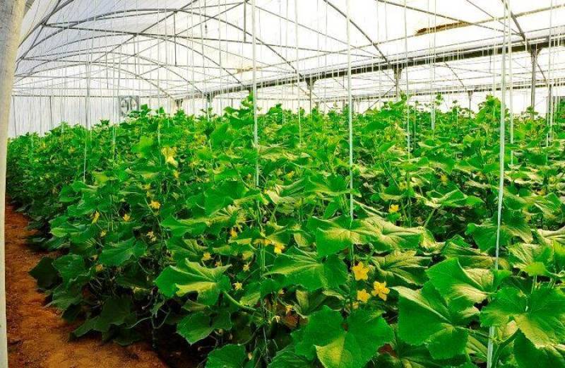 دغدغه بهره‌وری بزرگترین تولیدکننده محصولات گلخانه‌ای کشور در جنوب کرمان